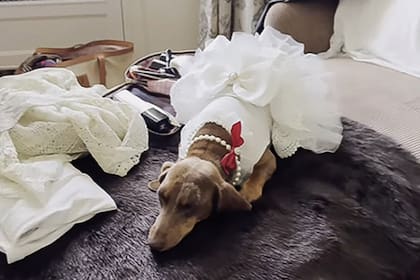 La perra, a la que también le pusieron un vestido blanco con falda
frufrú y collar de perlas, fue la encargada de llevar los anillos.