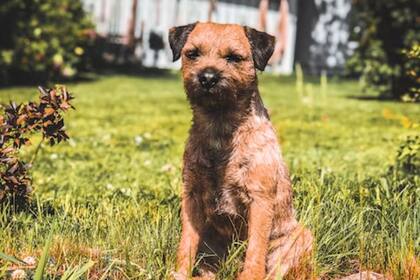 La perra decidió buscar a su familia que se encontraba de viaje (Foto genérica Pexels)