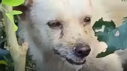 La perra fue encontrada sola en un bosque muy enferma (Captura: The Dodo)