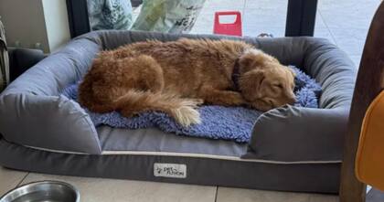 La perra fue rescatada tras un intenso operativo (Foto: The Guardian)