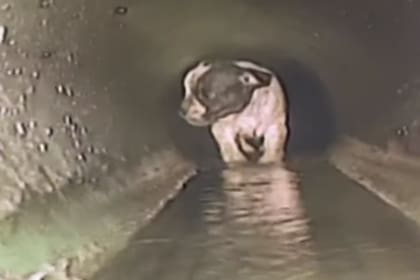 La perra fue reubicada en su hogar