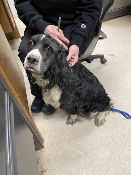 La perra fue trasladada al Centro de Control y Adopción de Animales Thomas J. O’Connor,