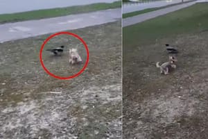 Una perrita se enfrentó a un cuervo y lo que sucedió terminó en un video viral