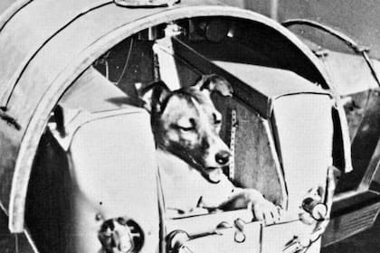 La perra Laika en la antesala del despegue de la nave rusa Sputnik II