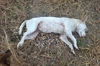 La perra que murió por los disparos