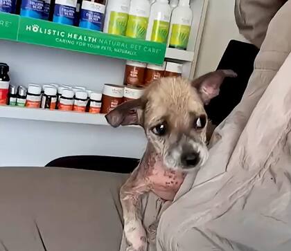 La perra recibió atención veterinaria de inmediato (Captura: The Dodo)