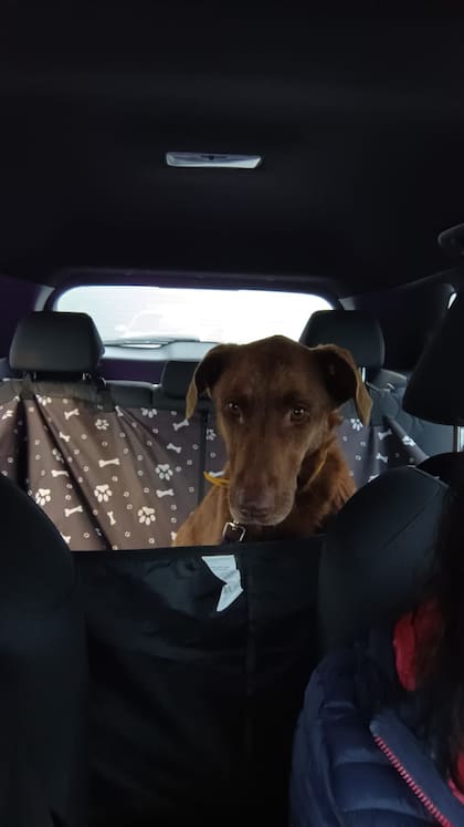 La perra viajaba en auto sin problema.