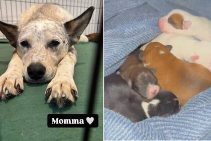 La perra y sus cachorros, tras ser rescatados y bajo los cuidados de Mayra Luna