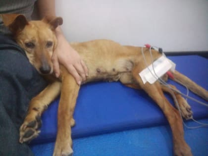 La perrita asiste semanalmente a sesiones de fisioterapia.