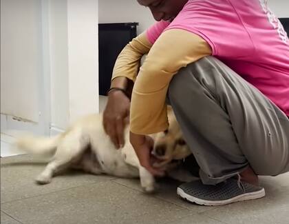 La perrita es muy sociable con los humanos y con los perros (Captura: The Dodo)