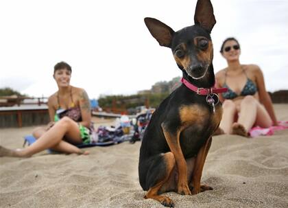La perrita Pucca en la playa de Pinamar