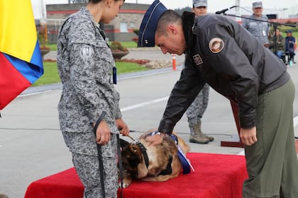 La perrita recibió un listón azul como símbolo de gratitud por su servicio