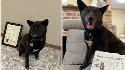 La perrita se llama Koume (Foto: Chiba Riding Park)