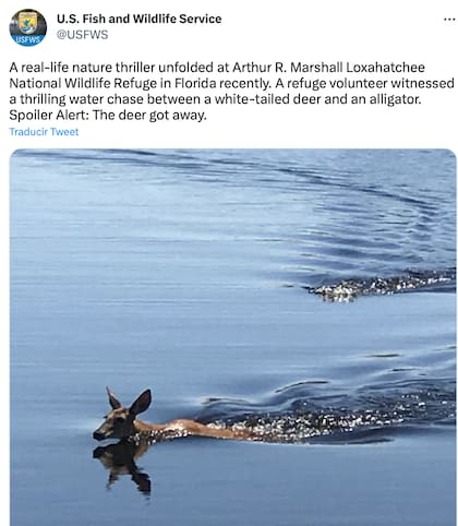 La persecución entre el cocodrilo y el ciervo de cola blanca en Florida