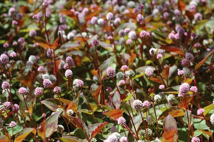 La Persicaria capitata no precisa de poda pero hay que vigilar bien su crecimiento para que no se convierta en planta invasora. Las podas y recortes se harán tras la floración.