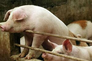 Extreman las medidas en todo el país para evitar que llegue la Peste Porcina Africana