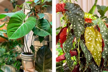 La Philodendron gloriosum es una especie tropical de interior. Necesita luz indirecta brillante, alta humedad, riego moderado y temperaturas constantes. A su lado, Begonia maculata, con sus puntos plateados que la vuelven única.