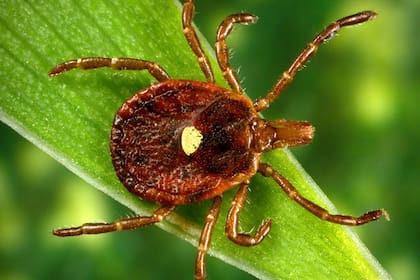 La picadura de la garrapata provocó una secuela impensada (Foto: Archivo)