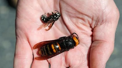 La picadura del avispón gigante japonés, también conocido como el "avispón asesino", ha sido comparada por Coyote Peterson con "un puñetazo en la cara de Mike Tyson"