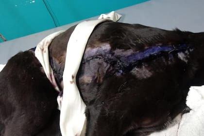 La piel del animal fue suturada en una clínica veterinaria y luego fue trasladado a otra para su internación y cuidado