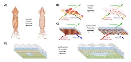 La piel del calamar puede cambiar de estructura para reflejar diferente tipo de luz y cambiar de color; de la misma forma, una tela podría cambiar su estructura para reflejar el infrarrojo y modificar su capacidad para capturar o liberar calor corporal