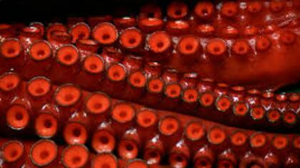 La piel del pulpo tiene cualidades magníficas