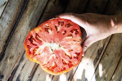 La piel del tomate (según la variedad) puede aportar un ligero sabor amargo. Si se quieren extraer las semillas, es preferible hacerlo una vez que el tomate se haya cocido, a fin de aprovechar el gran sabor (por la presencia de ácido glutámico) que estas contienen.