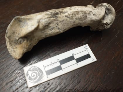 La pieza ósea mide 3 cm de largo y data aproximadamente de entre 130.000 a 500.000 años atrás