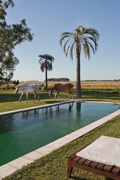 La pileta, rodeada de verde y palmeras.
