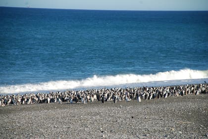 La pingüinera de Cabo Vírgenes es la segunda más grande de Argentina, después de la de Punta Tombo.