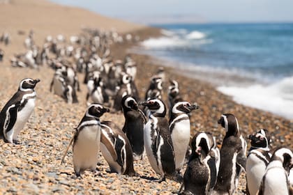La pingüinera se puede visitar en grupo o en solitario
