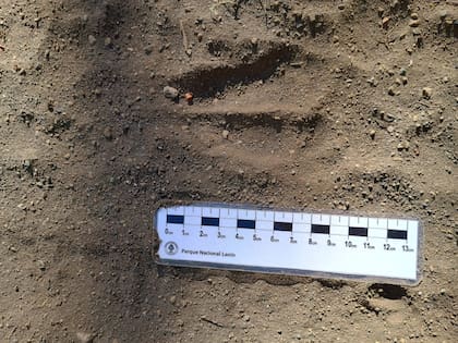 La pisada del huemul visto en el área de Queñi.