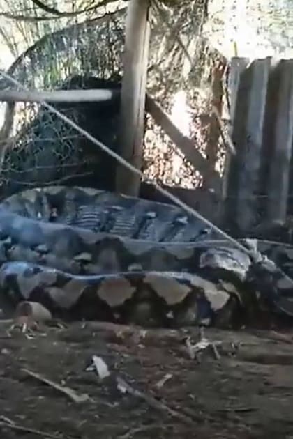 La pitón apareció atada, pero antes de ello había tenido tiempo para comerse a algún animal de la vivienda