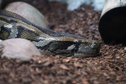 La pitón birmana es una especie invasora en Florida; la foto es ilustrativa