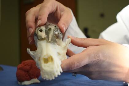 La placa hecha con una impresora 3D