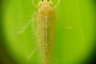 Reportaron un nuevo retroceso de la plaga y mejoran las perspectivas para el maíz