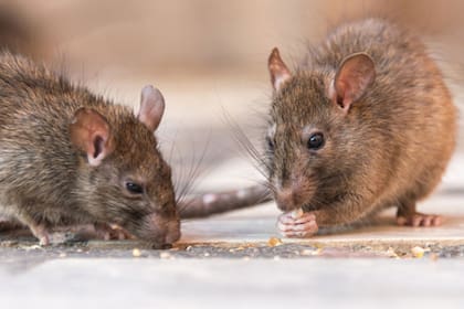 La plaga de roedores que generan un problema de salud pública en Nueva York