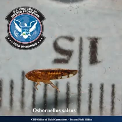 La plaga Osbornellus salsus fue detectada por la CBP en un cargamento de radicchio proveniente de México