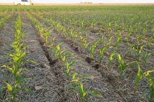 La incertidumbre por la economía y por el clima condiciona los planes de siembra de maíz