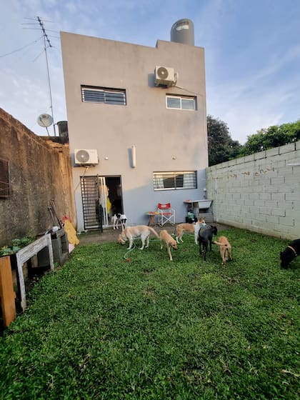 La planta baja de la casa es exclusivamente para los perros
