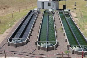 Comenzó a funcionar la primera planta de tratamiento de aguas con microalgas de la Argentina