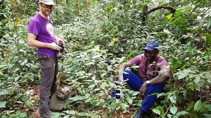 La planta Coffea stenophylla fue redescubierta en estado silvestre en Sierra Leona luego de una búsqueda en bosques remotos