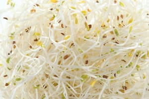 La planta de alfalfa se utiliza en la medicina alternativa para ayudar a tratar una gran variedad de afecciones