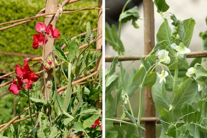 La planta de arveja (Pisum sativum) aporta un encanto extra a la huerta con sus delicadas flores