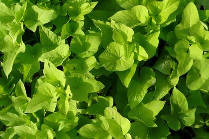 La planta de batata se extiende rápidamente.