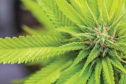 La planta de cannabis tiene potencial de uso con fines alimenticios, medicinales e industriales.
