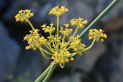 La planta de fenogreco es originaria de las tierras de Asia y el Mediterráneo