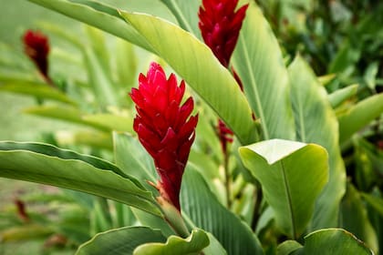 La planta de jengibre, aunque menos conocida que la raíz, es muy ornamental