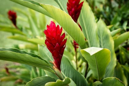 La planta de jengibre, aunque menos conocida que la raíz, es muy ornamental 