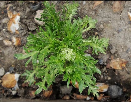 La planta de maca crece en los Andes del Perú, a 4000 metros de altura sobre el nivel del mar